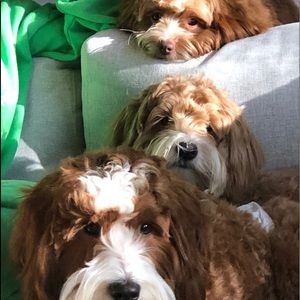 Meet your Posher, Tiffany